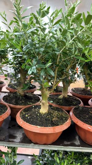 עציץ עץ זית