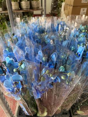 סחלב גבוה 2 ענפים.