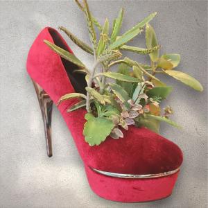 סוקולנט בנעל עקב קטיפתית